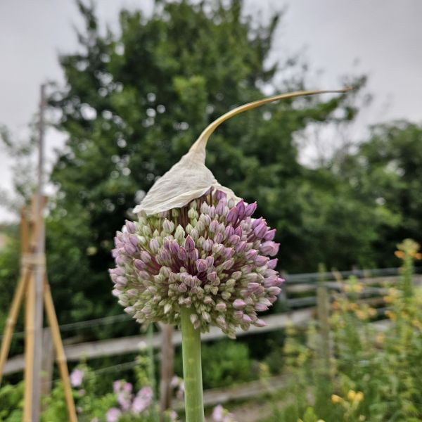 Elefantenknoblauch (Beginn der Blüte)